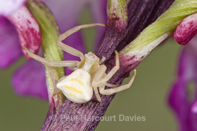  - Bugs: Spiders