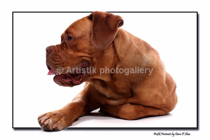 in my portrait studio 30-05-2012 - Taz