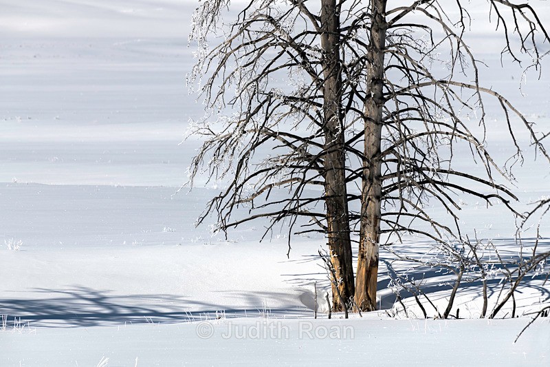 lamar Valley shadows - Yellowstone