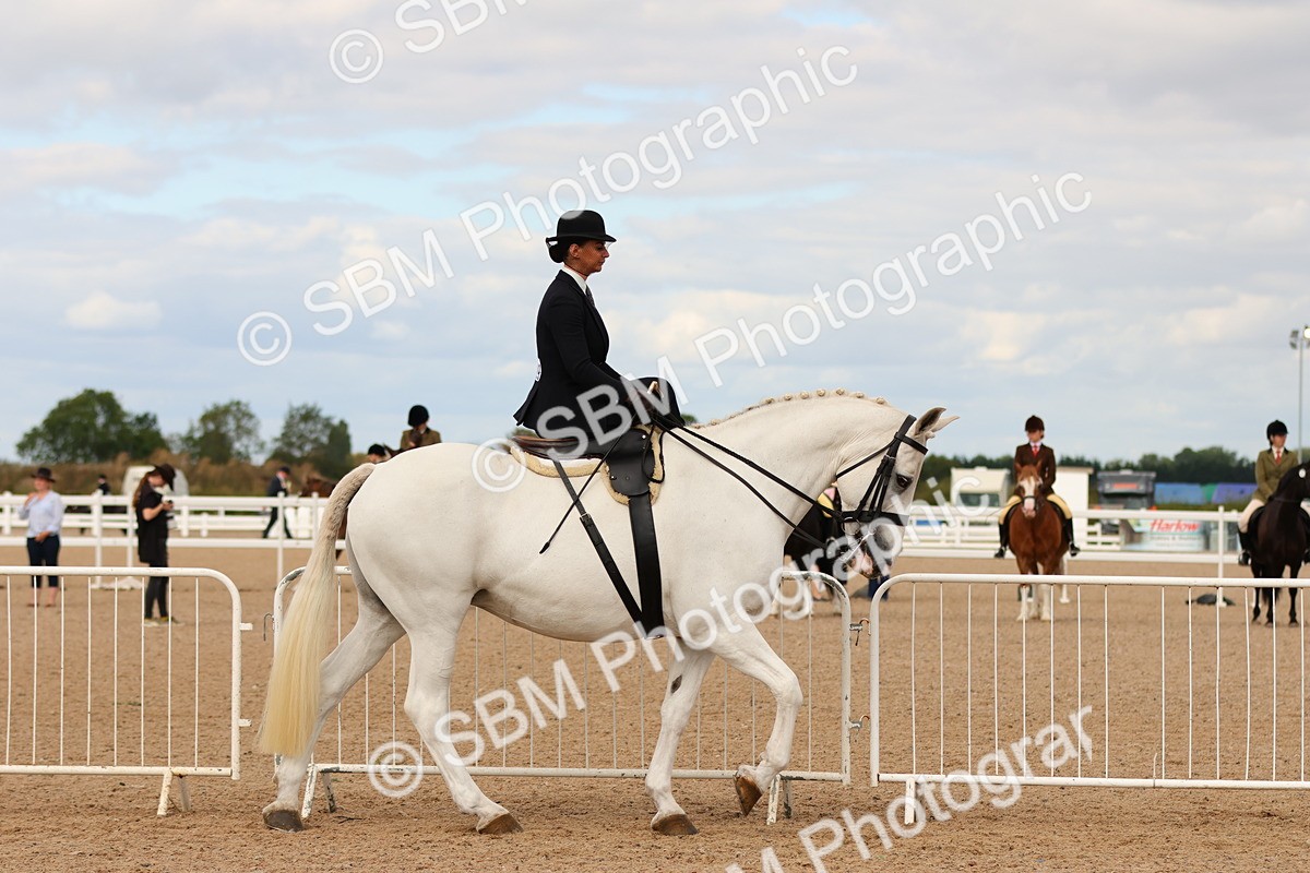 SBM_15875 - Class 216 - Best Side Saddle Horse-Pony