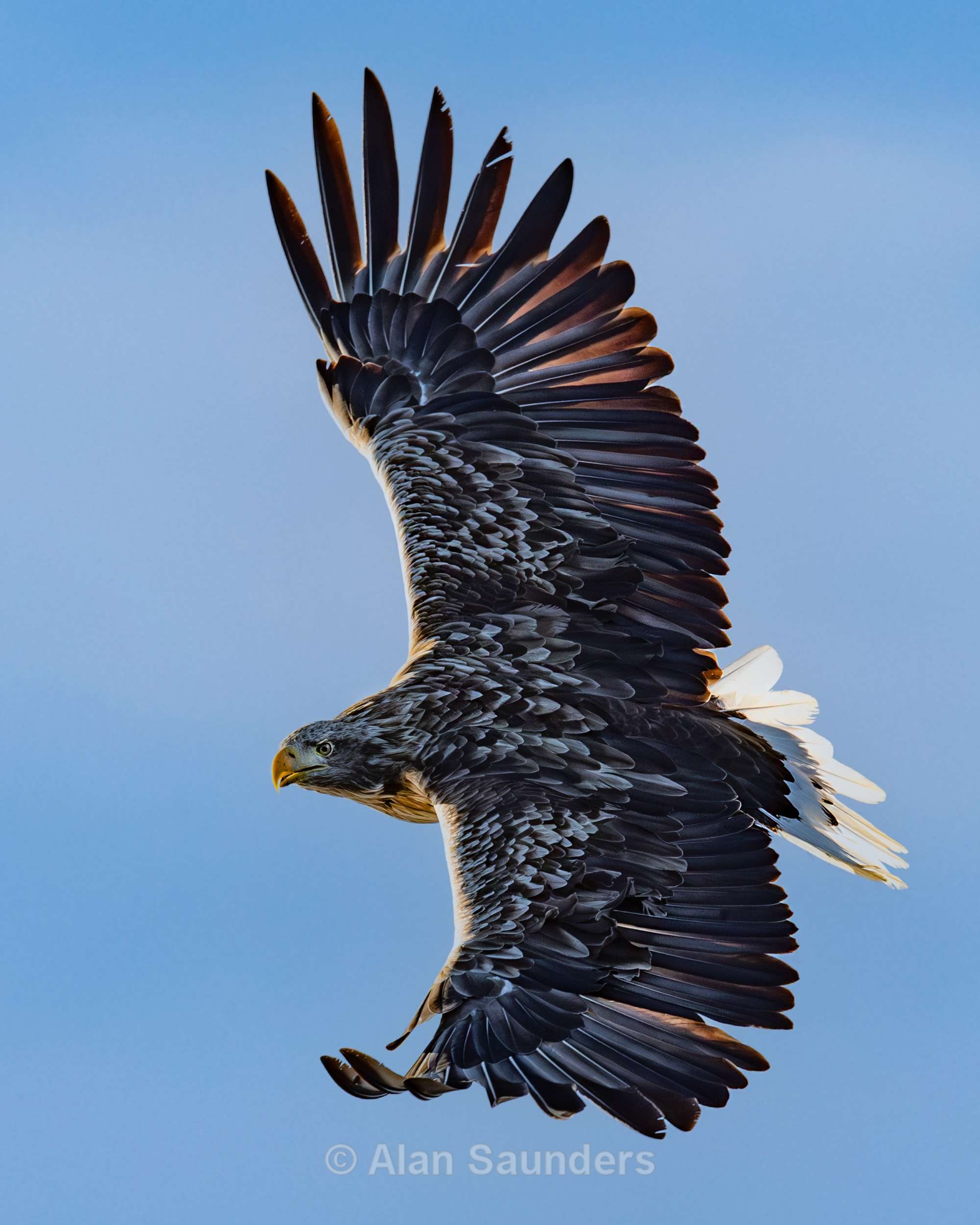 White Tailed Eagle 5
