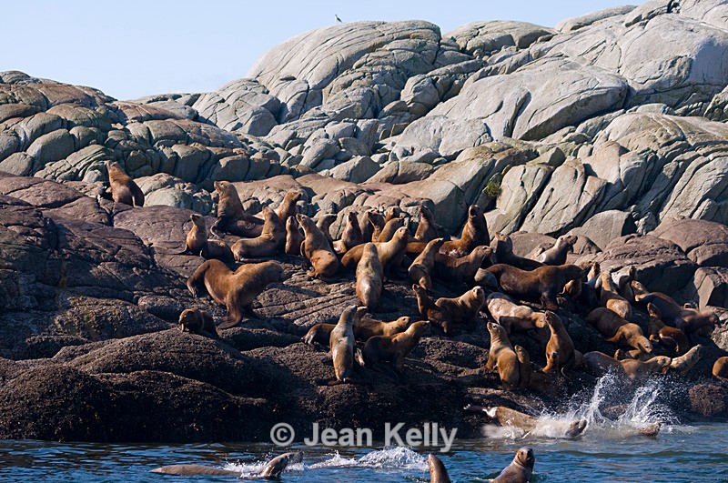 Sea Lions - 2905 - Sea Lions and Seals