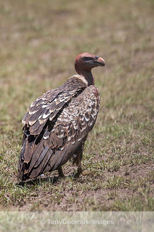 Ruppell's Vulture - Mara North ~ Birds