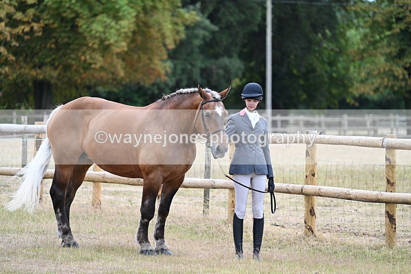 WJ7_8889 - Class 4a Prettiest Mare 14.2hh and over
