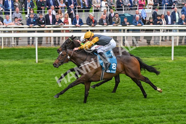 150524-Race 6-Shadow Army-4594 - Race 6 4.45pm British Stallion Studs EBF Novice Stakes
