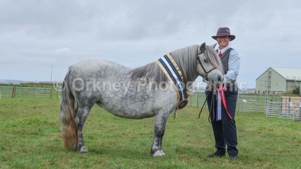 untitled-7286 - Shetland Pony Show