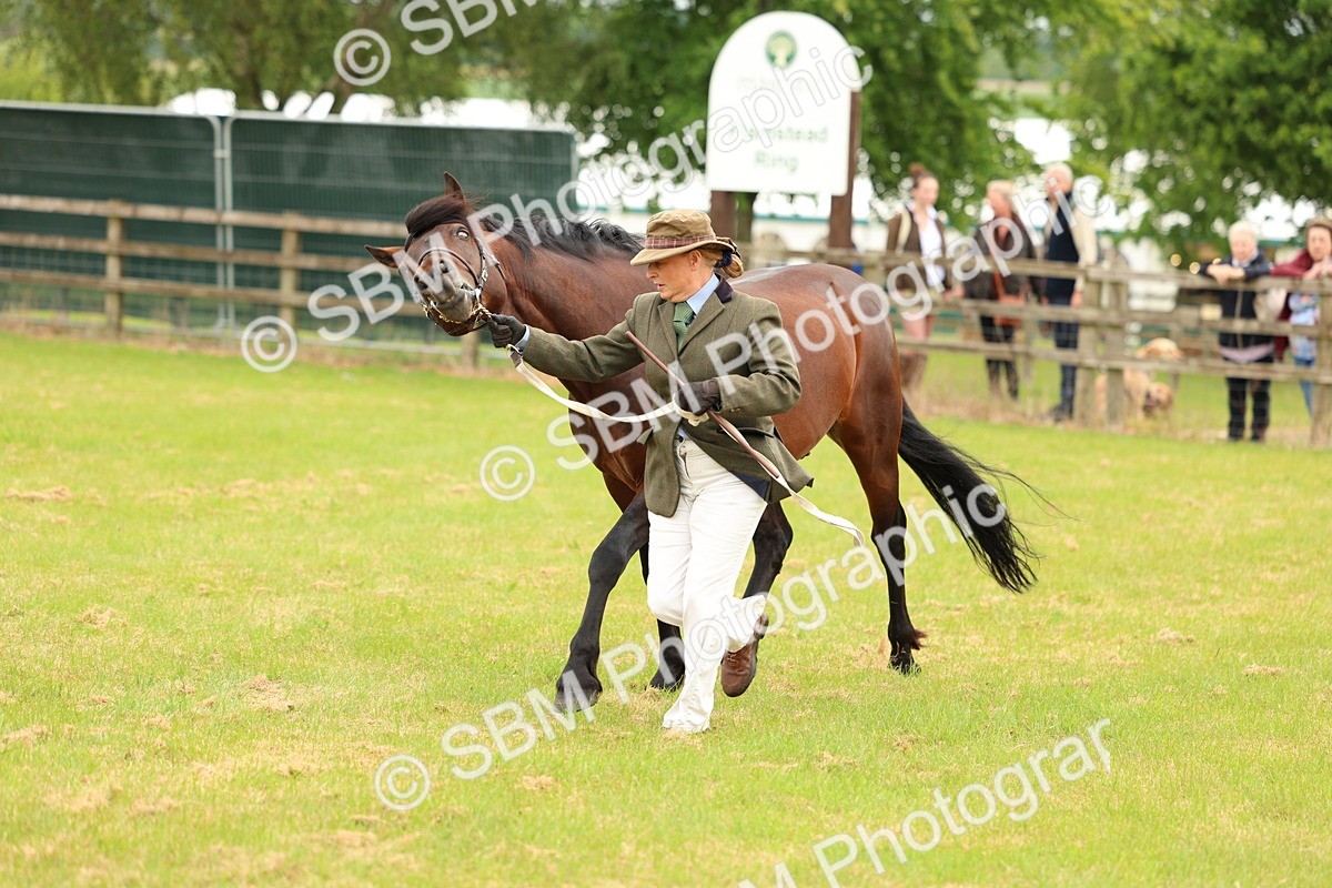 SBM_04200 - Class 64-67 - Shetland Pony In Hand