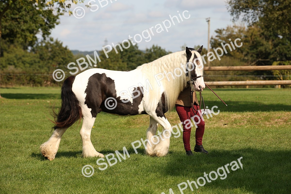 SBM_62259 - S55 - Traditional Cob In Hand