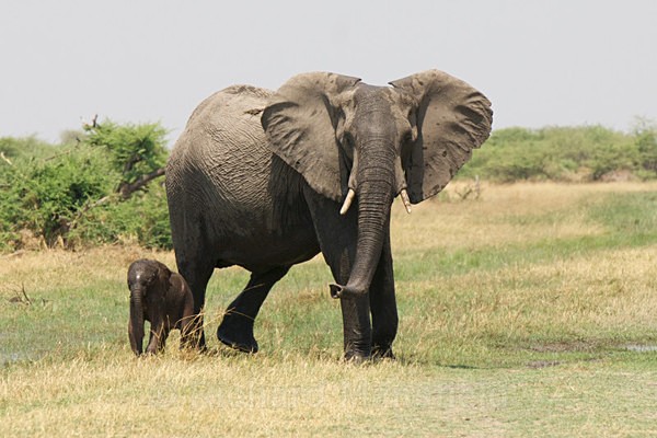  - African Journey
