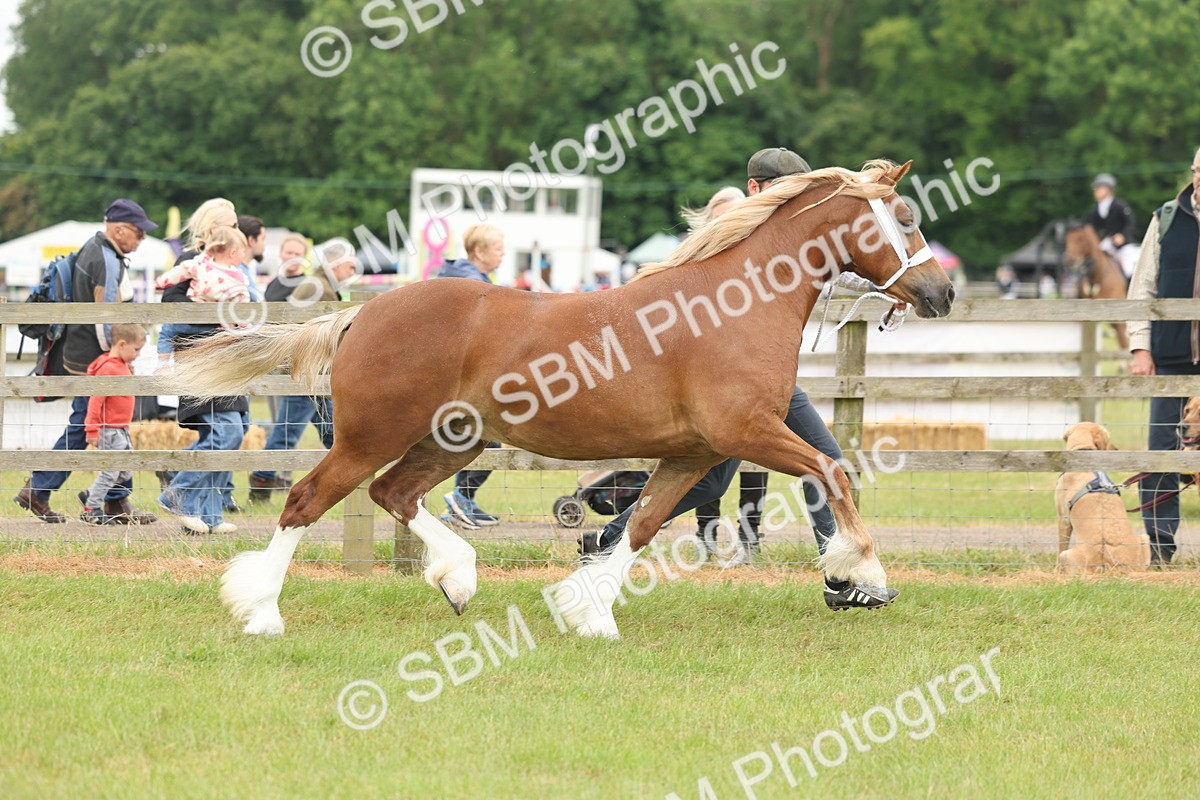 SBM_04902 - Class 50-57 - M&M Welsh Pony In Hand