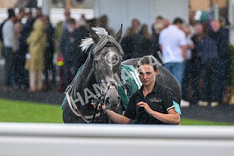080926-Race 6-Shes A Goldigger-3058 - Race 6 4.46pm Download The Raceday Ready App Handicap