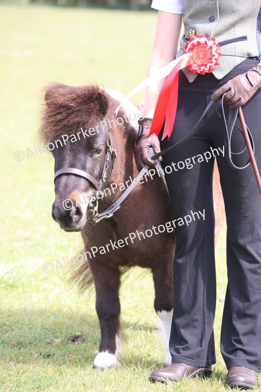 20260426-3215 - Class 26 - Shetland Ponies and Minitures