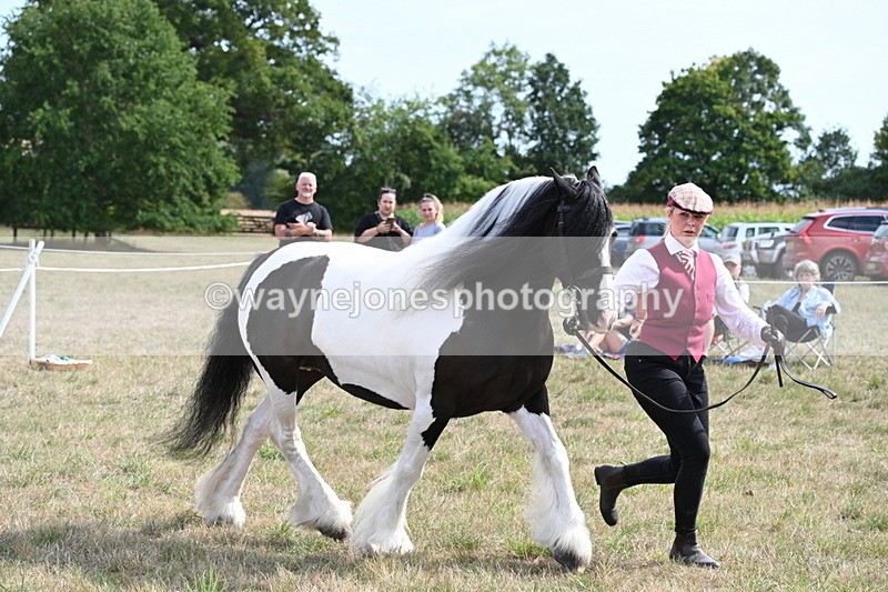 WJ6_6597 - Class 20 In-hand Cob