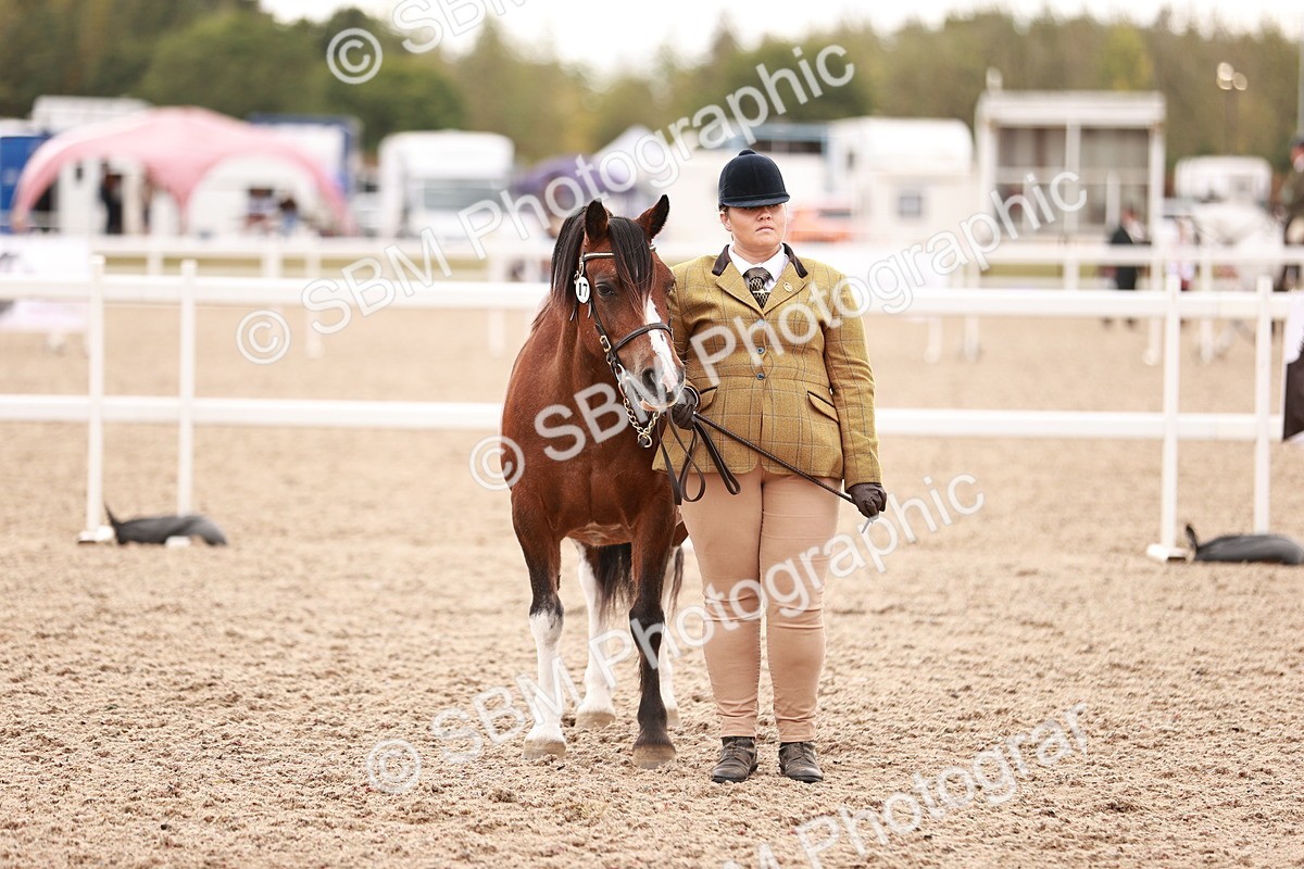 SBM_16232 - Class412 - Handsome Gelding (IH  or Ridden) Adult