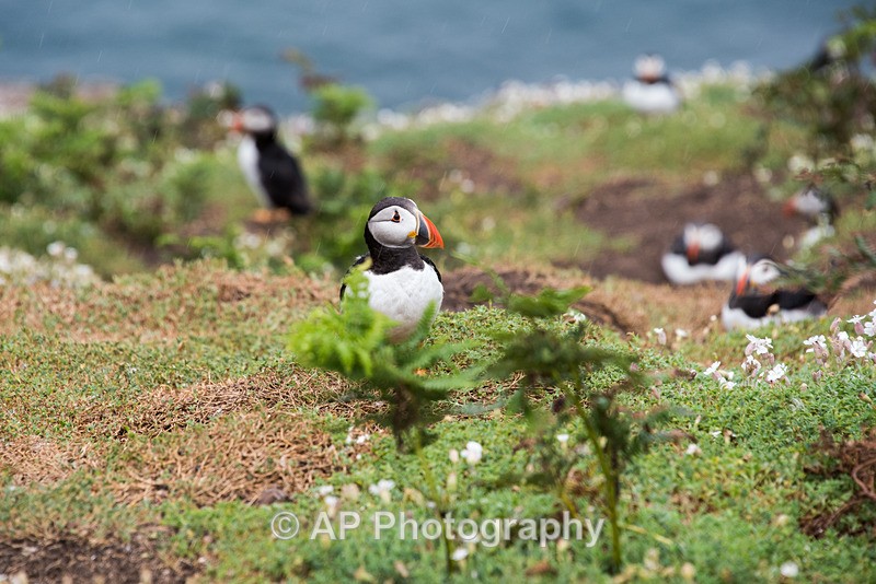 ACP_9843-1 - Puffins on Skomer Island