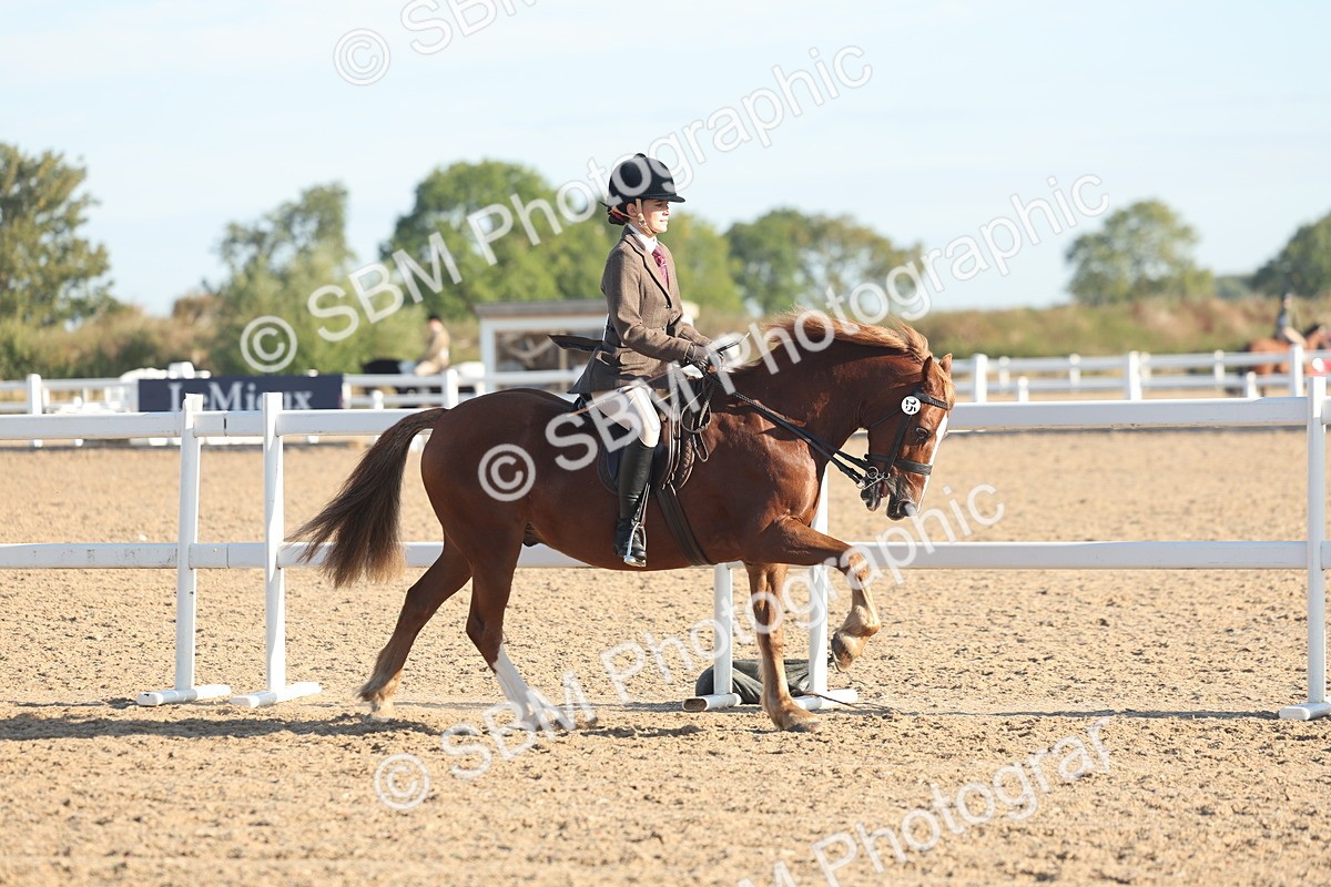 SBM_10999 - Class 302 - Ridden M&M Large Breeds