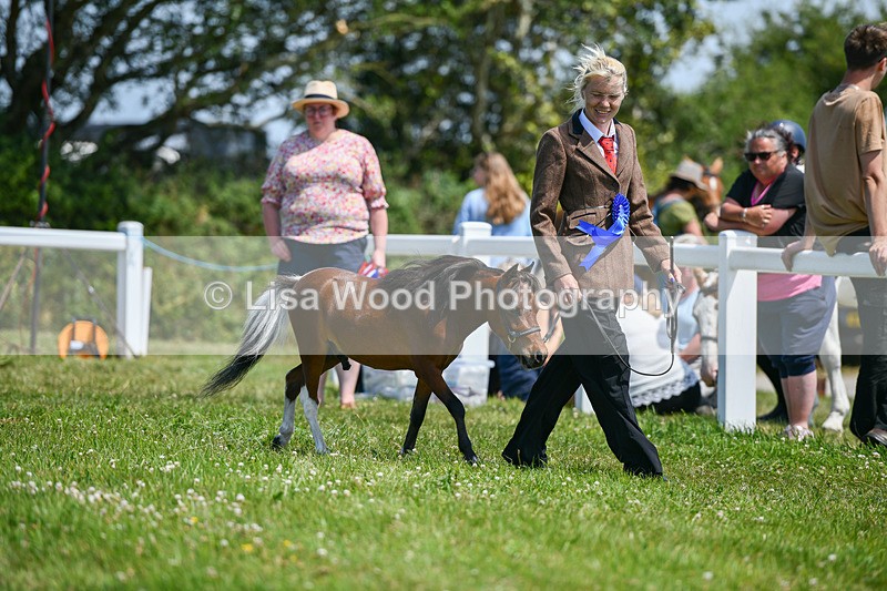 DSC_7238 - Miniature Horse Championship