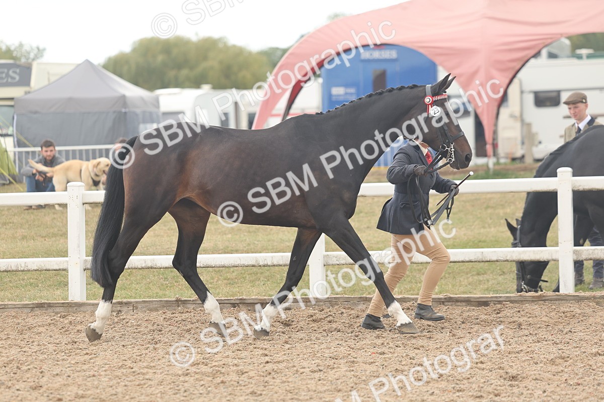 SBM_07631 - Class 26 - IH Foreign Breeds - Part Bred