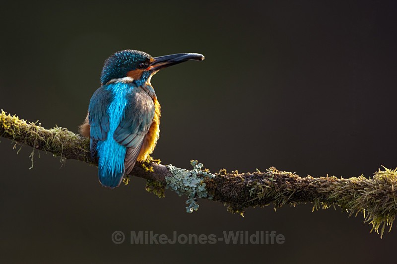 Kingfisher - FAVOURITES WILDLIFE GALLERY. Selected images from the wildlife collections.