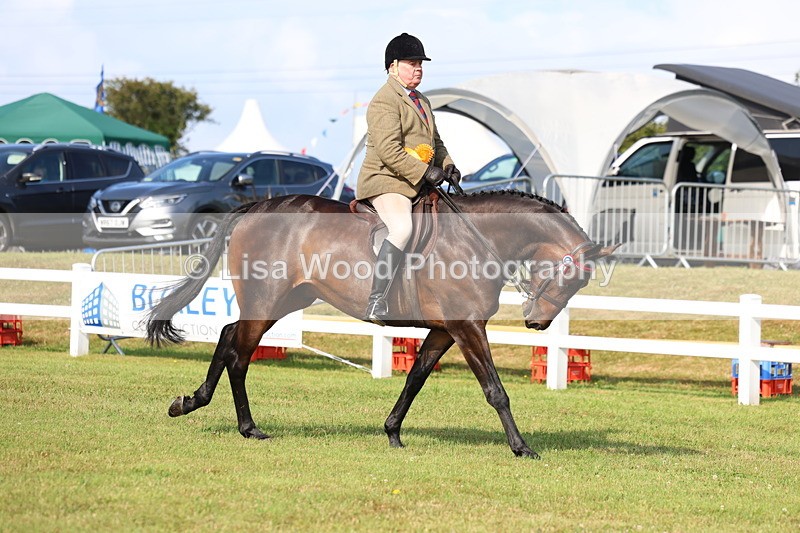 3E7A8429 - Class 2: Rising Star Large Hack/Riding Horse