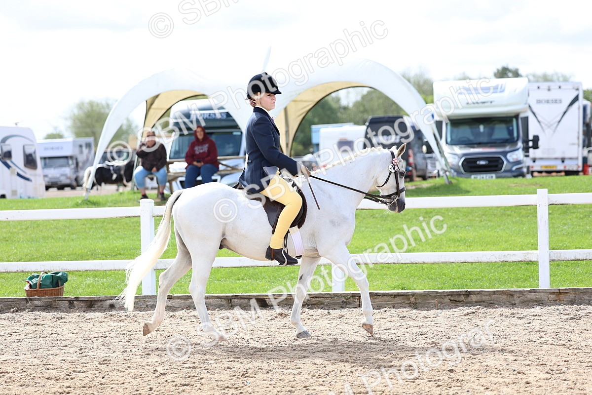SBM_01902 - Class 18 - Handsomest Gelding - IH or Ridden