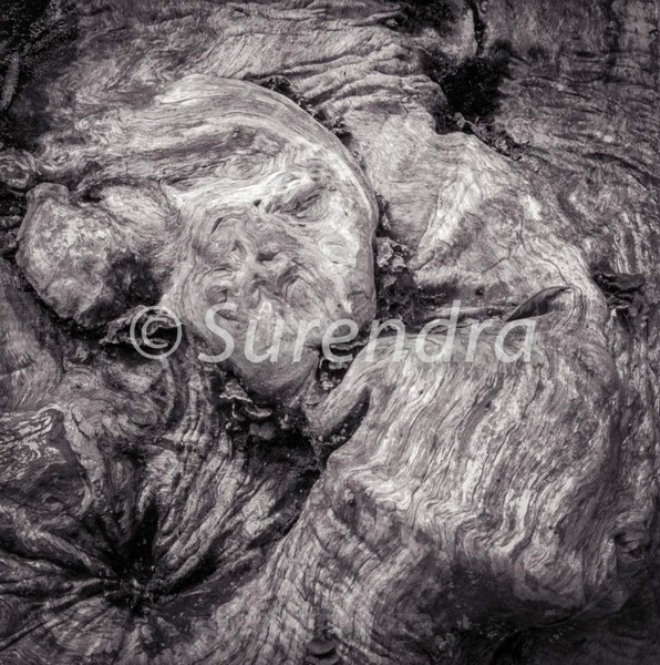 Bark # 21D - Bark Series 1 樹皮