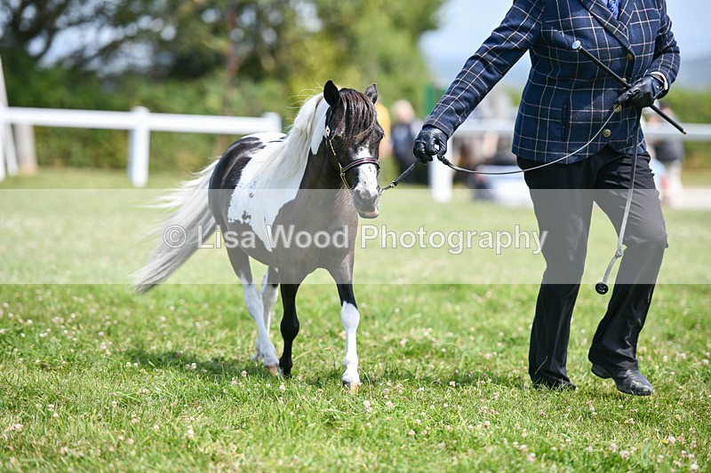 DSC_7367 - Class 62: Coloured Pony Youngstock