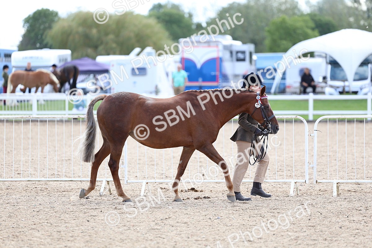 SBM_15312 - Class 312 - IH Competition Horse-Pony