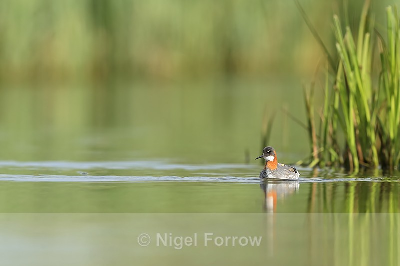 Red-necked Phalarope (female), Iceland - Red-necked Phalarope