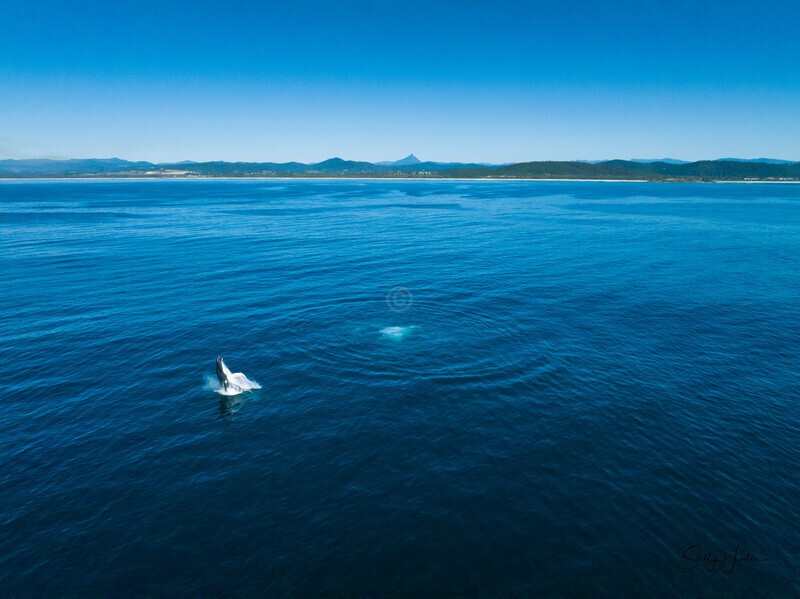 Mt Warning Breach 1 DJI_0662 - Humpback Whales