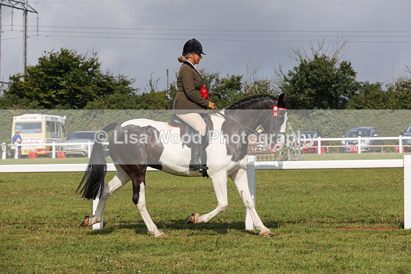 1X9A3468 - Skewbald and Piebald Ridden Championship