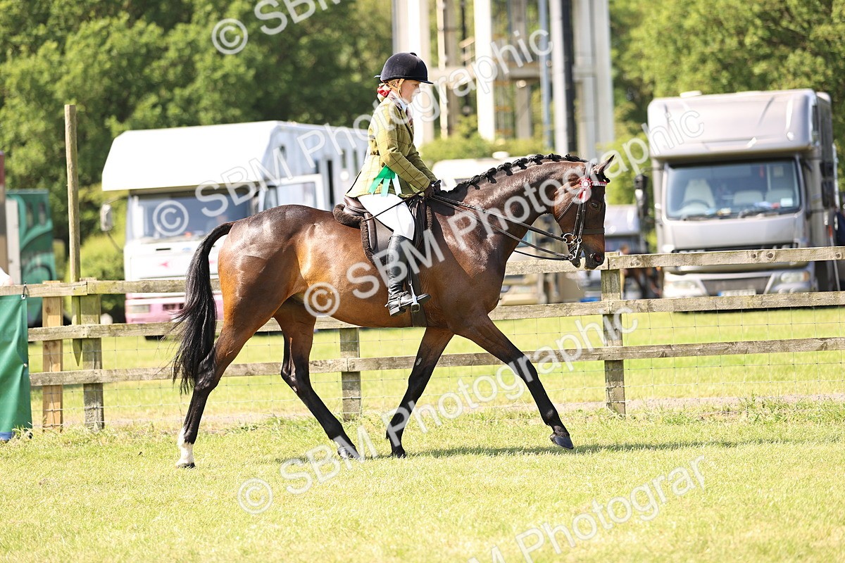 SBM_13057 - Class 75-76 LIHS BSHA Rising Star Hack Riding Horse