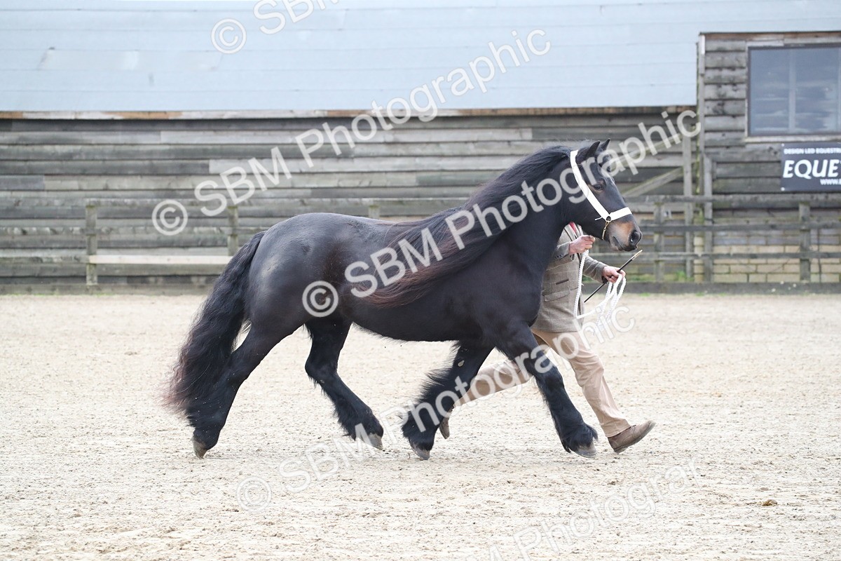 SBM_004034 - Class 1-4 - Young Stock classes Inc. In Hand Championship