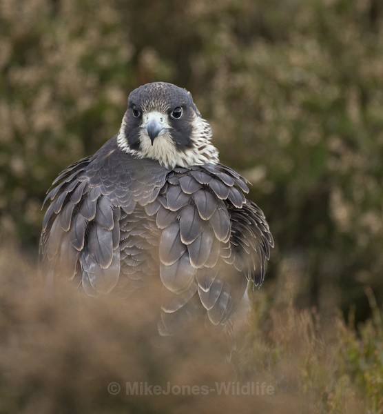  - PEREGRINE FALCONS