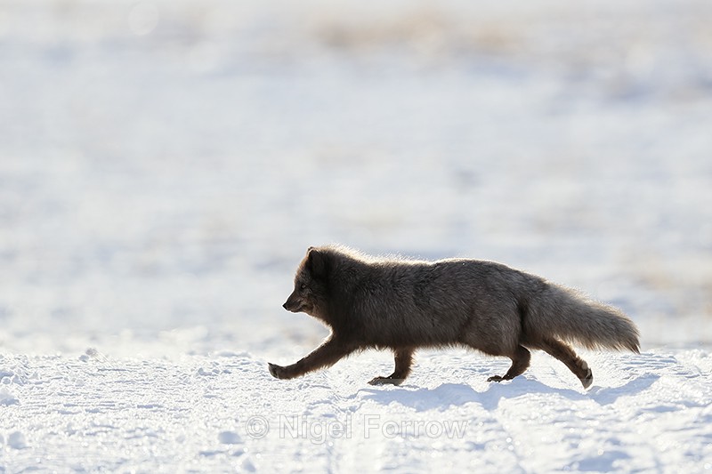 Arctic Fox running, backlit, Svalbard, Norway