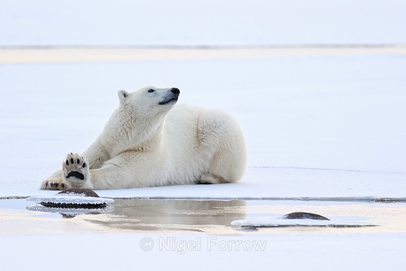 Polar Bear stretches showing paw underside, Churchill, Canada - Polar Bear