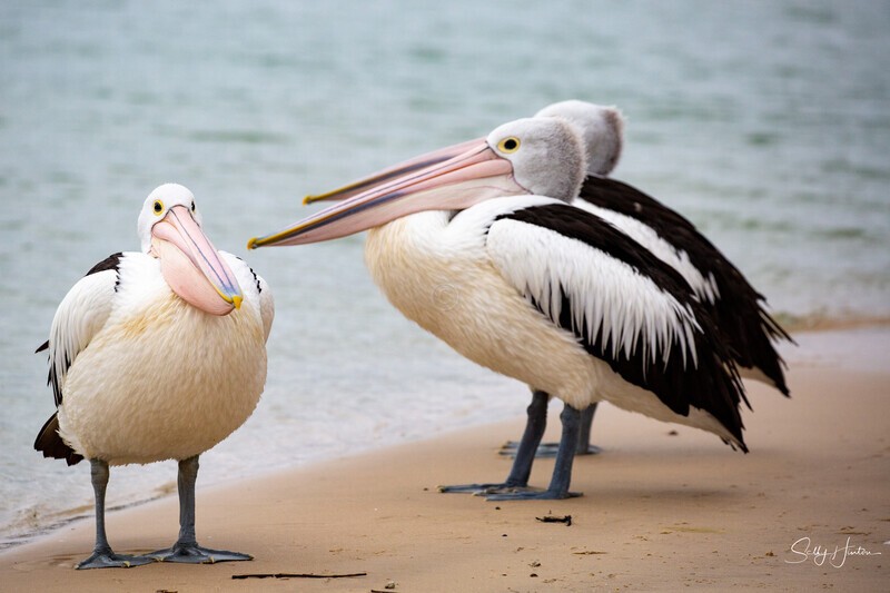 Pelican Yawn 5