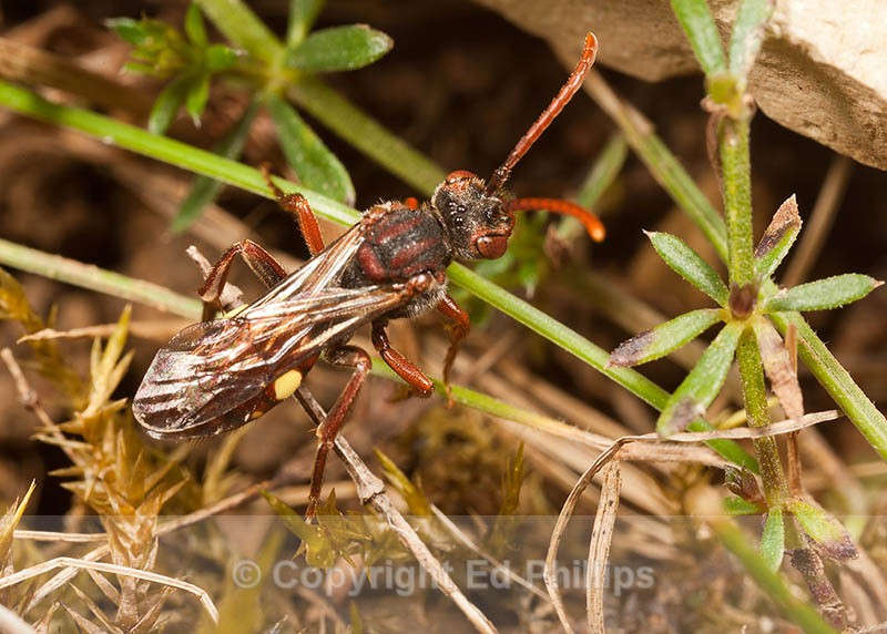 Nomada hirtipes (f) - Nomada hirtipes