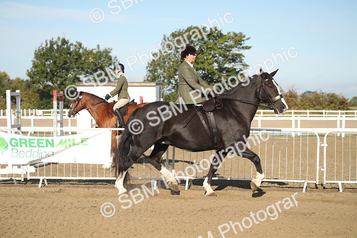 SBM_11278 - Class 501 -Riding Club Pony