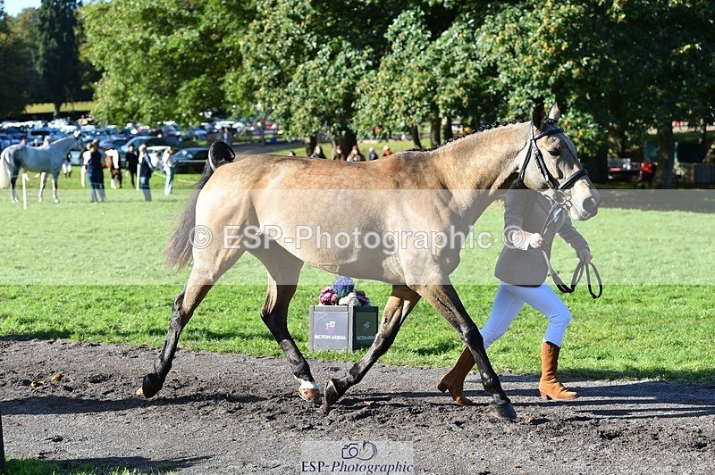 231022-110816-23746 - 498-SILVERLININGS.APHRODITE-Emily.Dobson-TrotUp+SJ