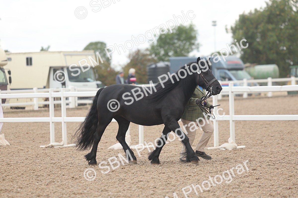 SBM_03320 - Class 16 - IH M&M Wildcard