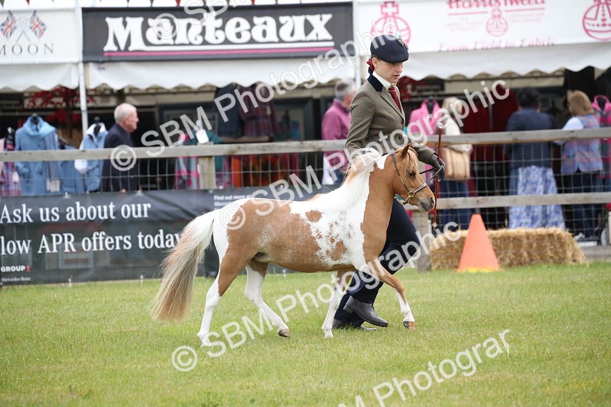 SBM_03929 - Class 23-25 - British Miniature Horse of the Year