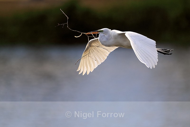 Great Egret flying, late afternoon - Venice Rookery, Florida - Great Egret