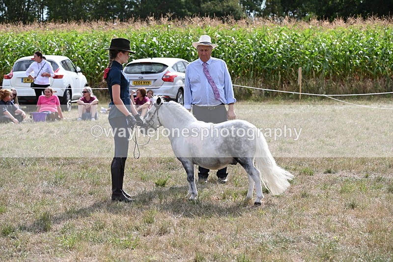 WJ6_7051 - Class 21 Shetland & Mini Horses