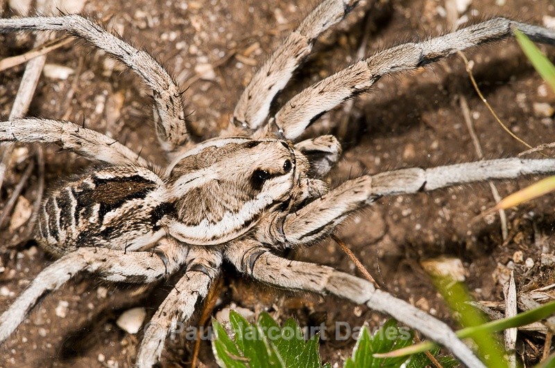  - Bugs: Spiders