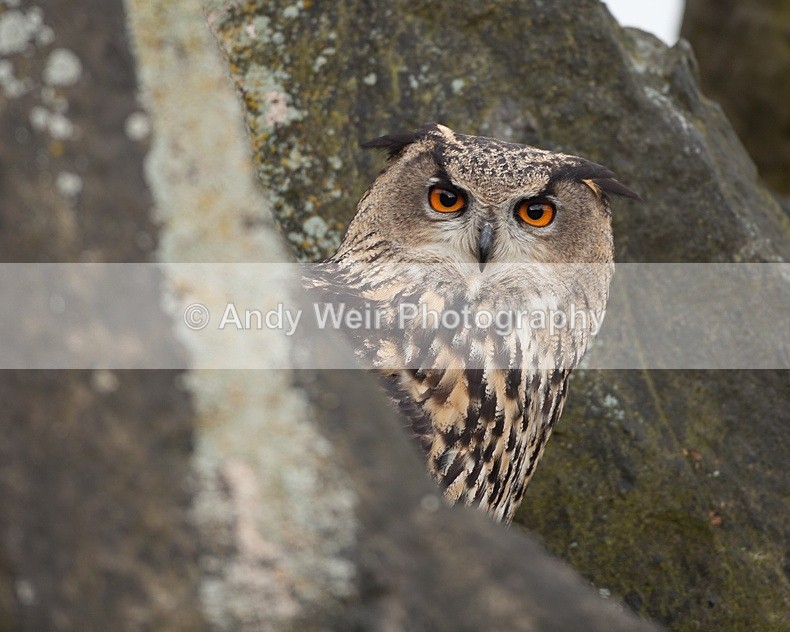  - Eagle Owl