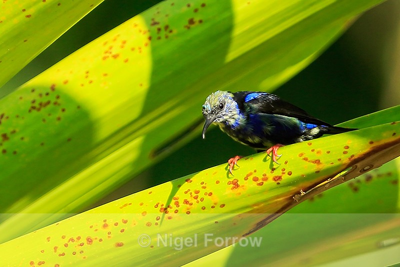 Moulting Red-legged Honeycreeper (male), Casa Corcovado, Costa Rica - Red-legged Honeycreeper