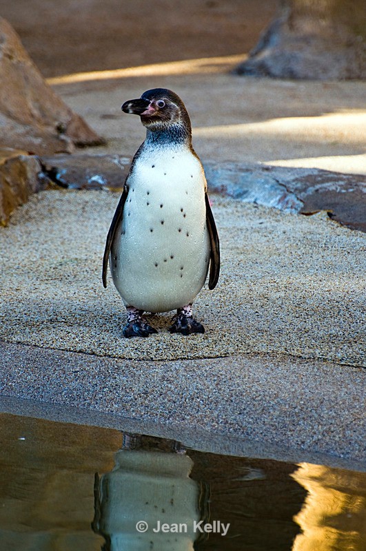 Humboldt Penguin - 7366 - Birds