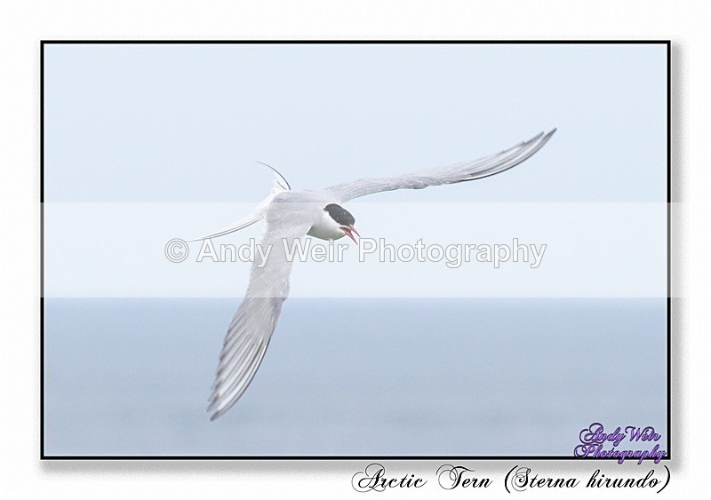 190604-untitled-8E0A5150-Edit - Terns