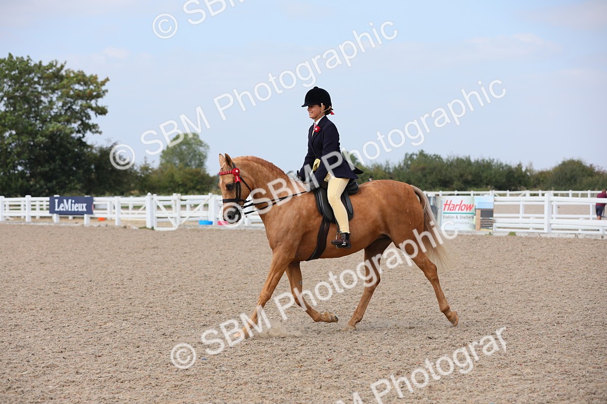 SBM_15613 - Class 311 Ridden Show Pony/ Show Hunter Pony